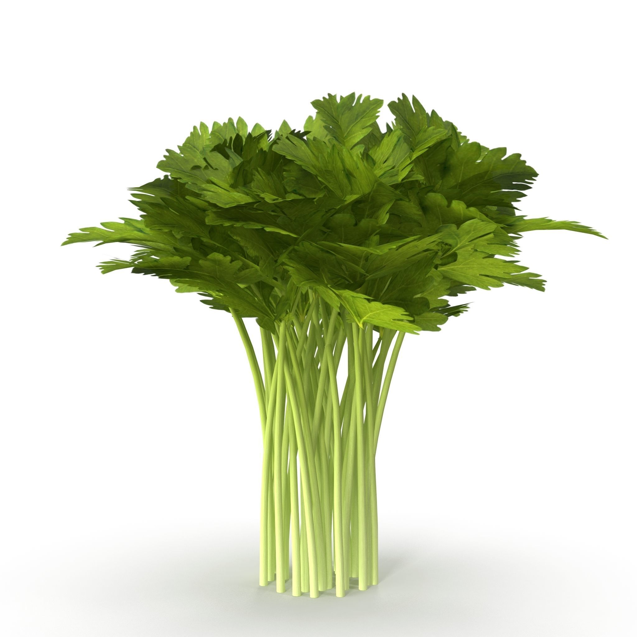 Celery Bunch 3D model_5
