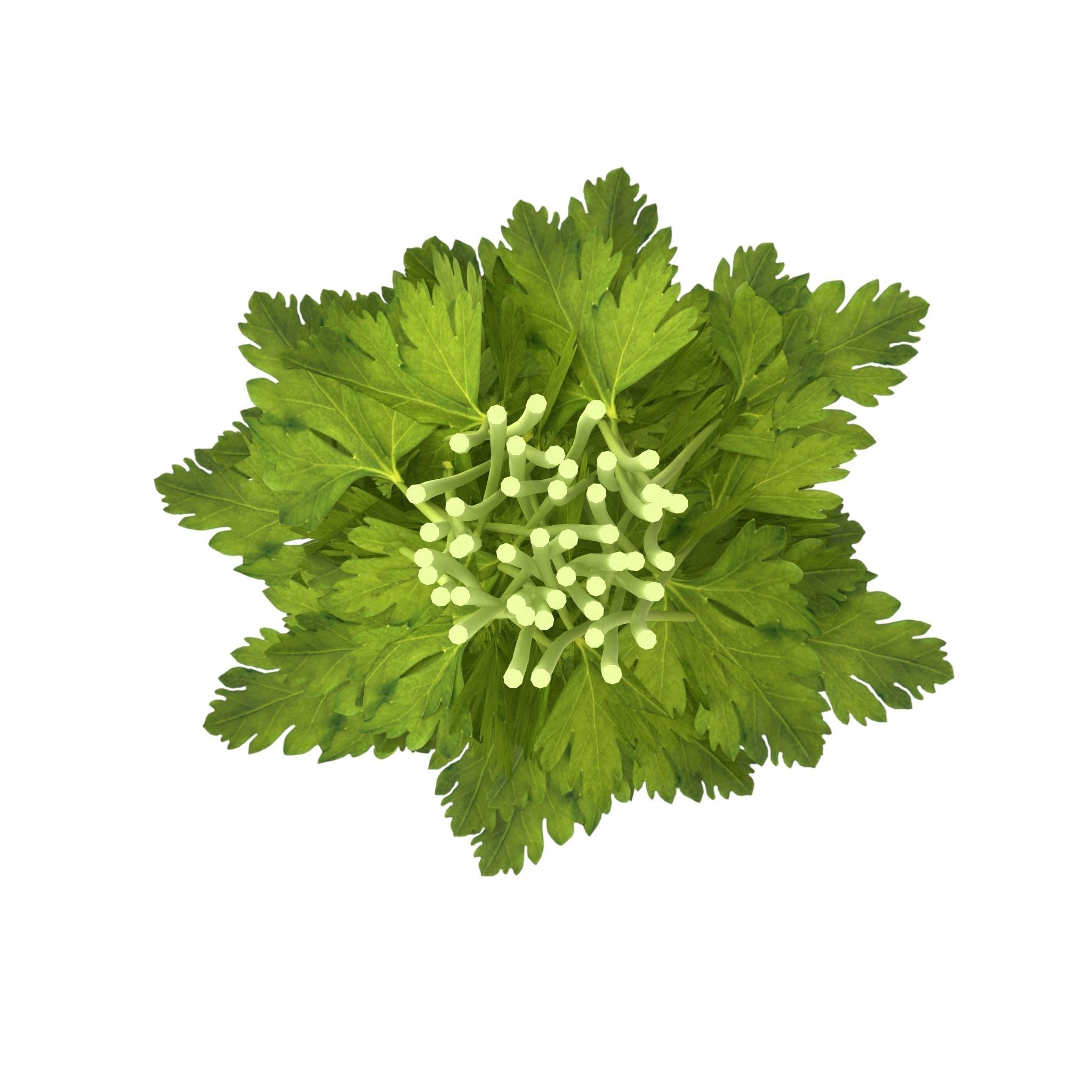 Celery Bunch 3D model_7