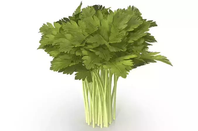 Celery Bunch
