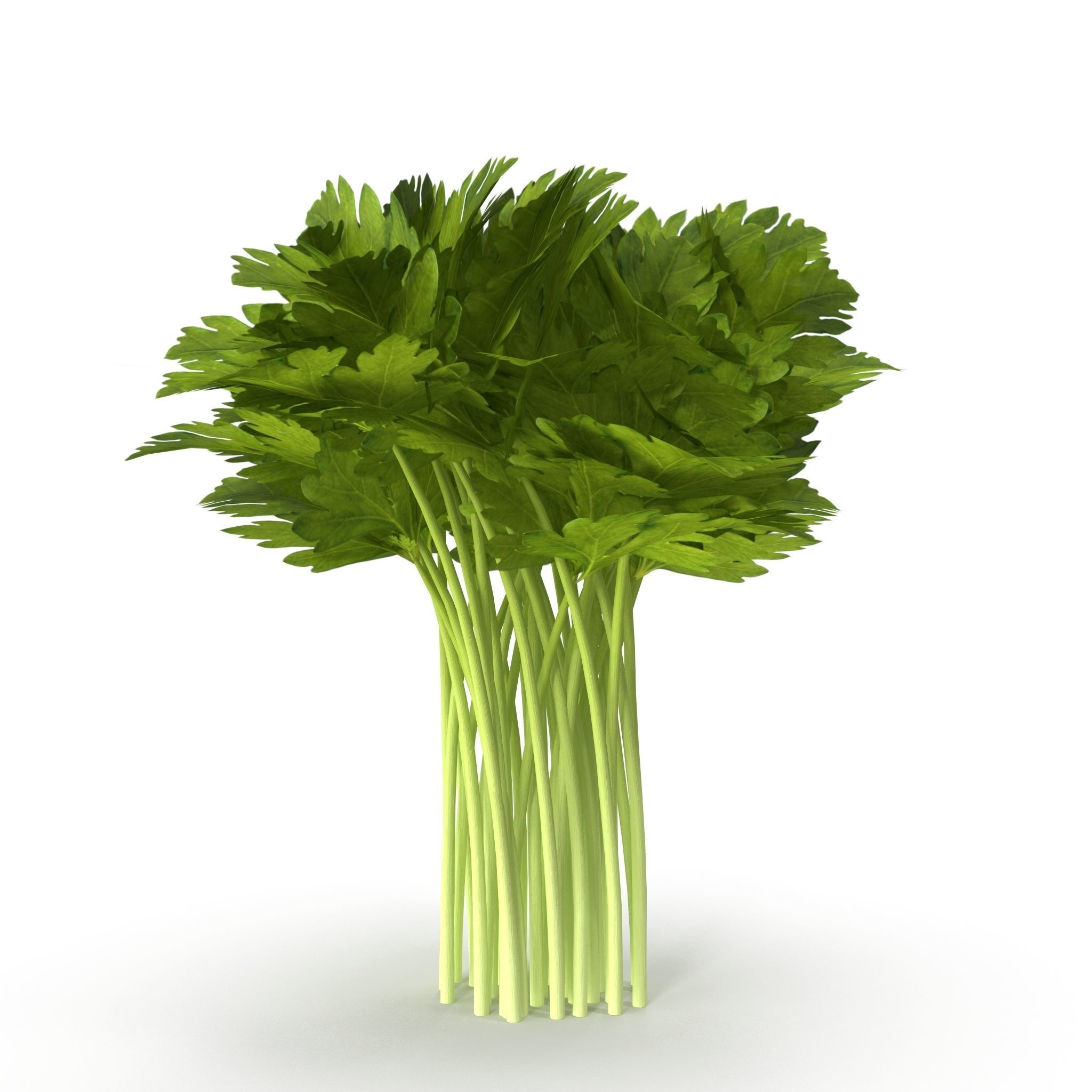 Celery Bunch 3D model_6