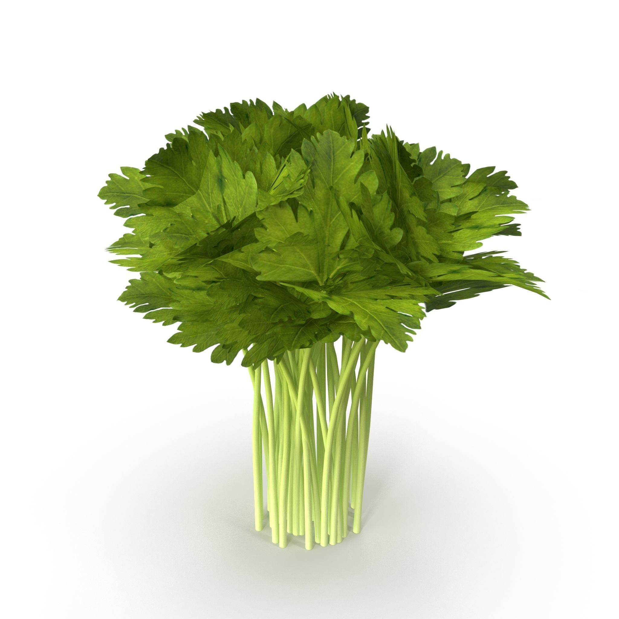 Celery Bunch 3D model_4