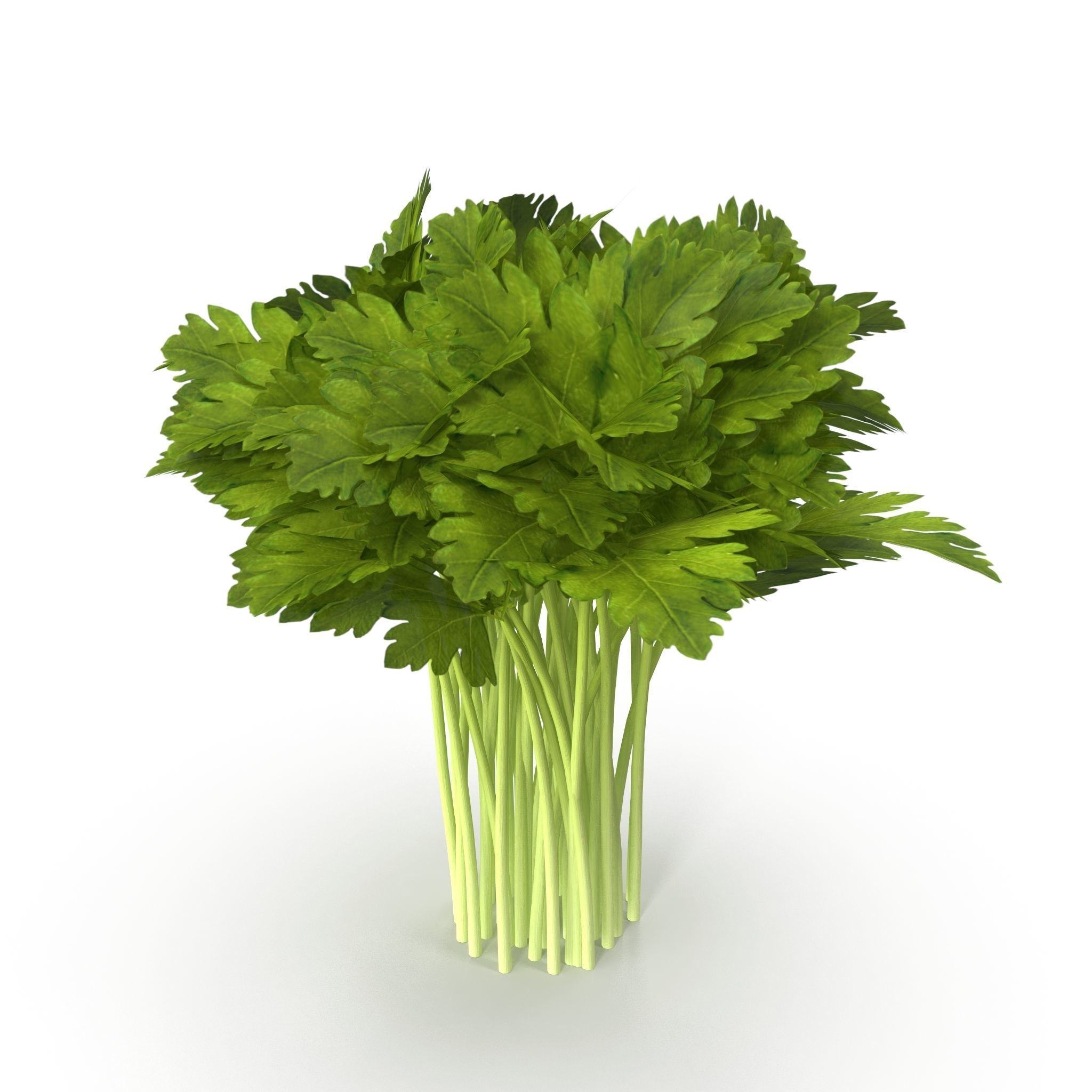 Celery Bunch 3D model_3