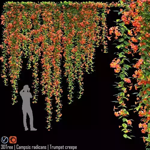 Campsis radicans-Trumpet creepe 02