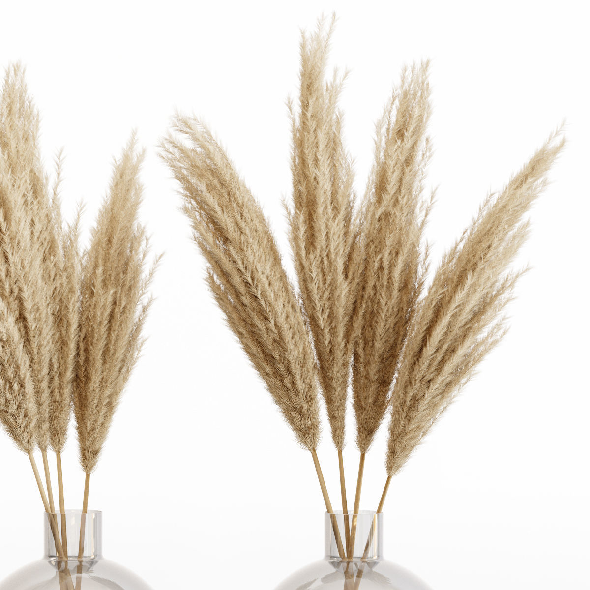 Big dried flower pampas grass in glass vase 6 3D model_3
