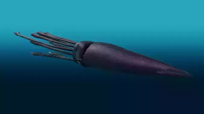 Squid with long tentacles