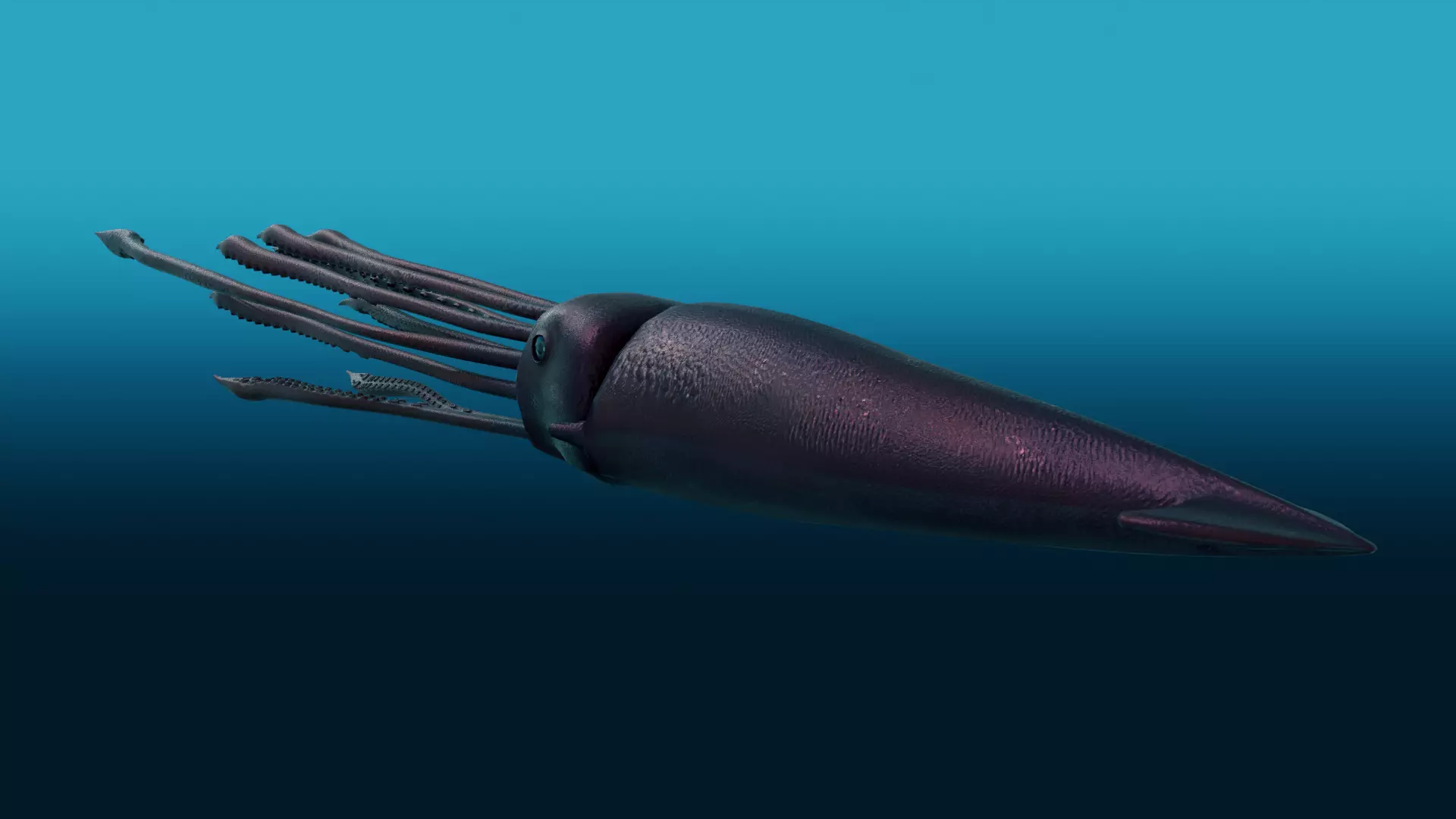 Squid with long tentacles 3D model