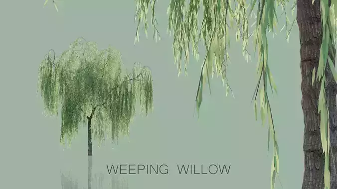 Weeping Willow Trees 3D model