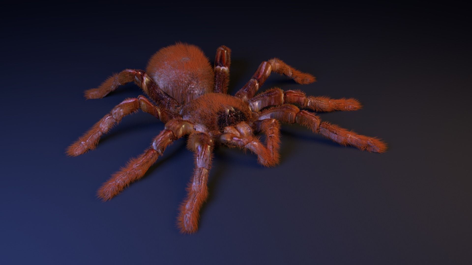 Goliath Bird Eater Low-poly 3D model_2