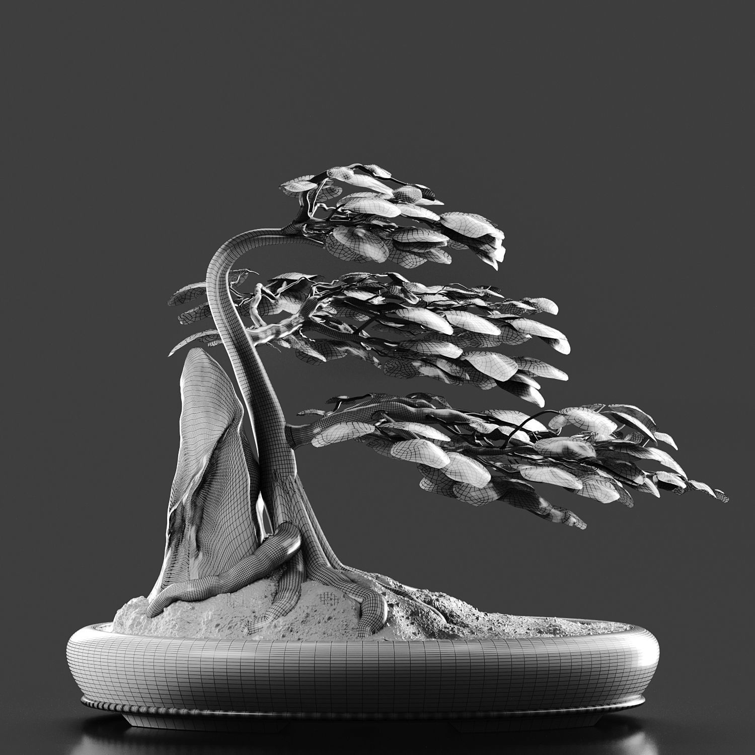 Bonsai No1 Sycamore 3D model_4