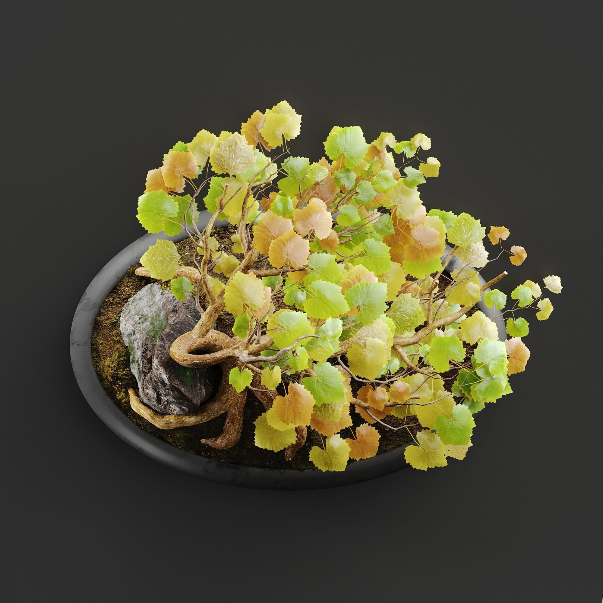 Bonsai No1 Sycamore 3D model_1
