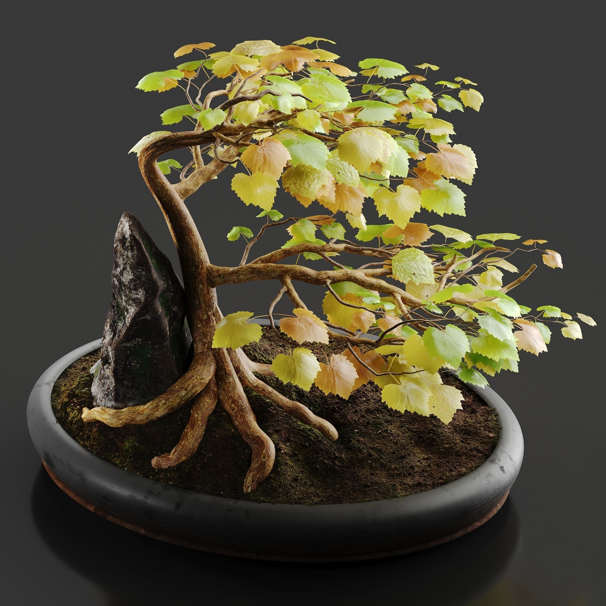Bonsai No1 Sycamore 3D model_2