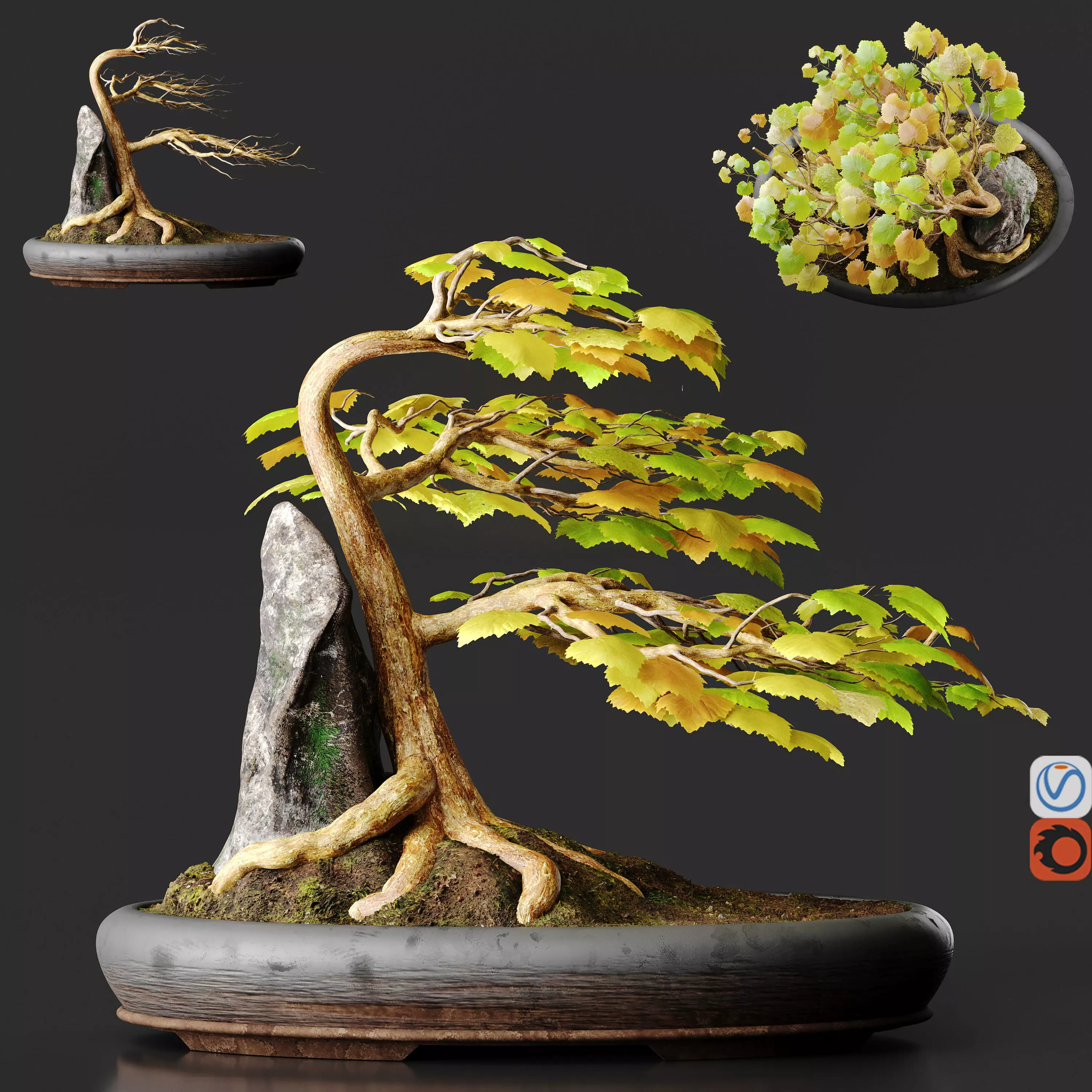 Bonsai No1 Sycamore 3D model_0