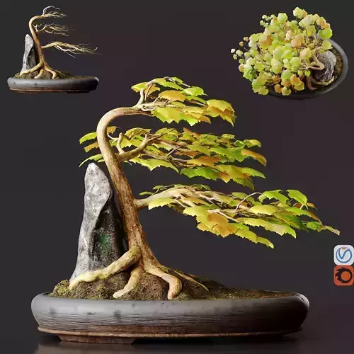 Bonsai No1 Sycamore 3D model