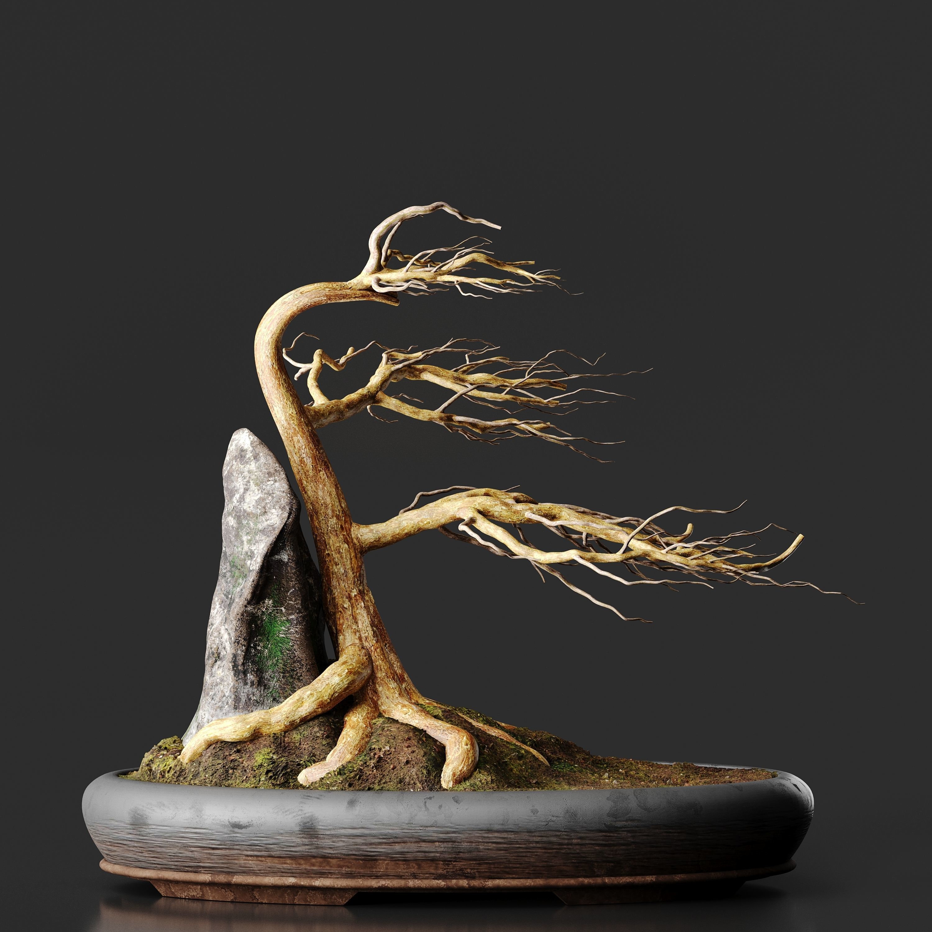 Bonsai No1 Sycamore 3D model_3
