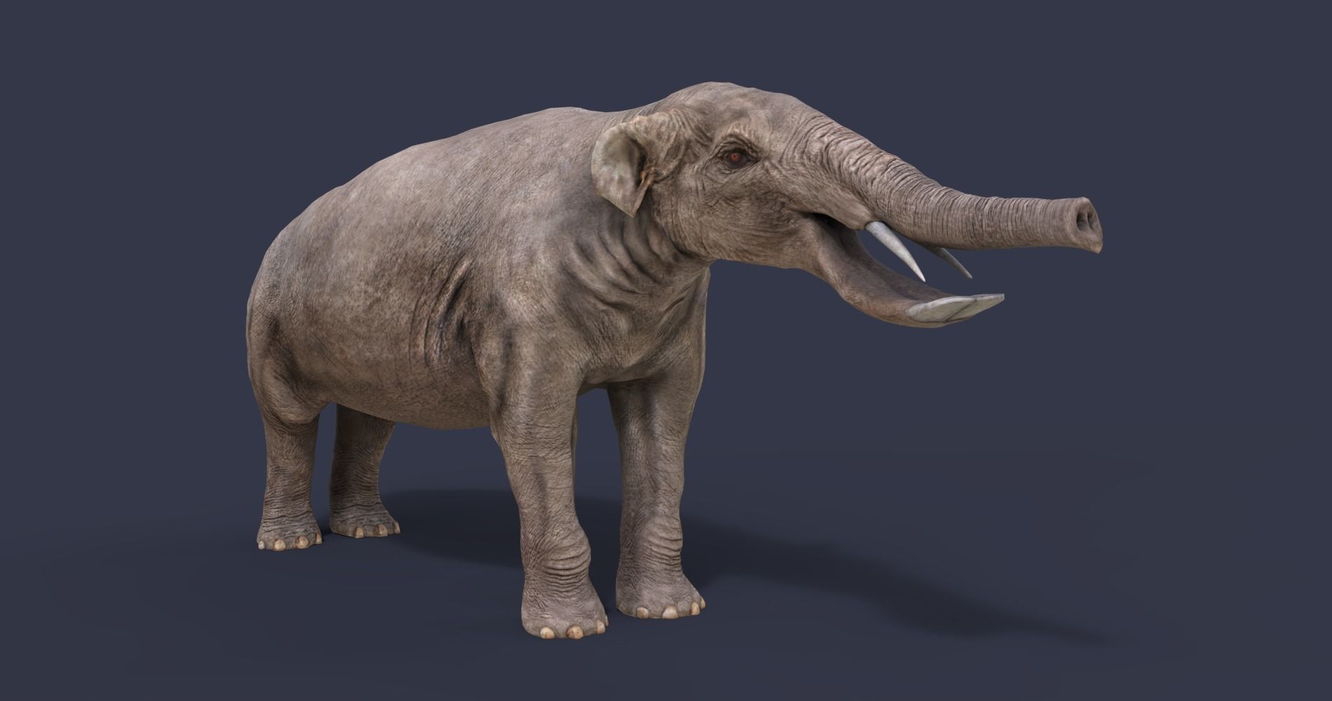 Platybelodon elephant Low-poly 3D model_3