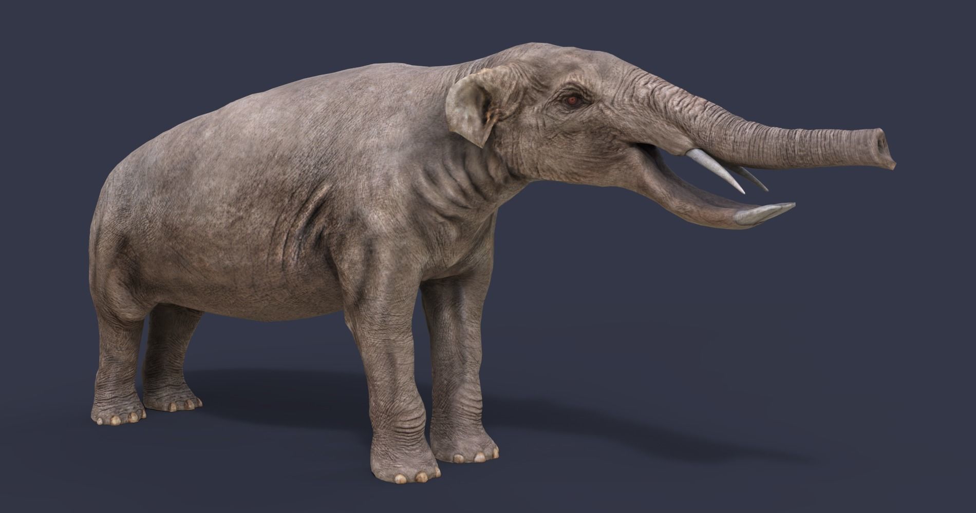 Platybelodon elephant Low-poly 3D model_2