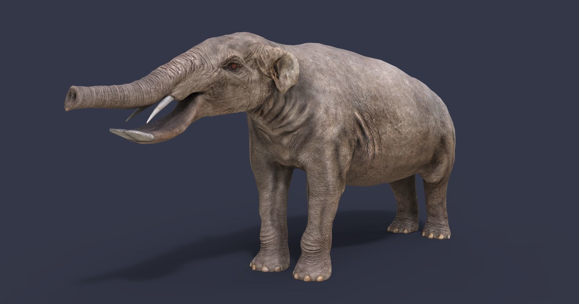 Platybelodon elephant Low-poly 3D model_4