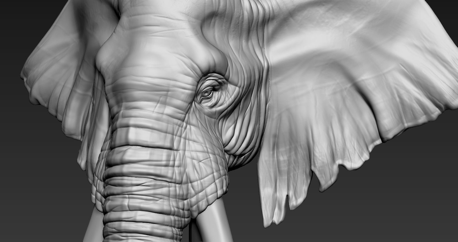 Elephant African Head 3D print model_9