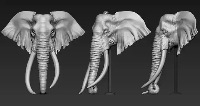 Elephant African Head