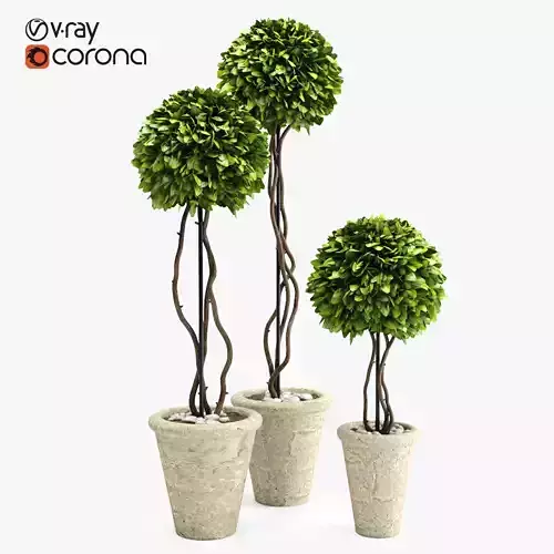Boxwood Trees