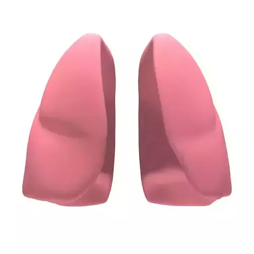 Lungs MAX 2008 3D model