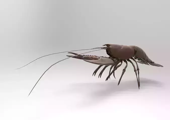 Lobster crayfish 3D print model
