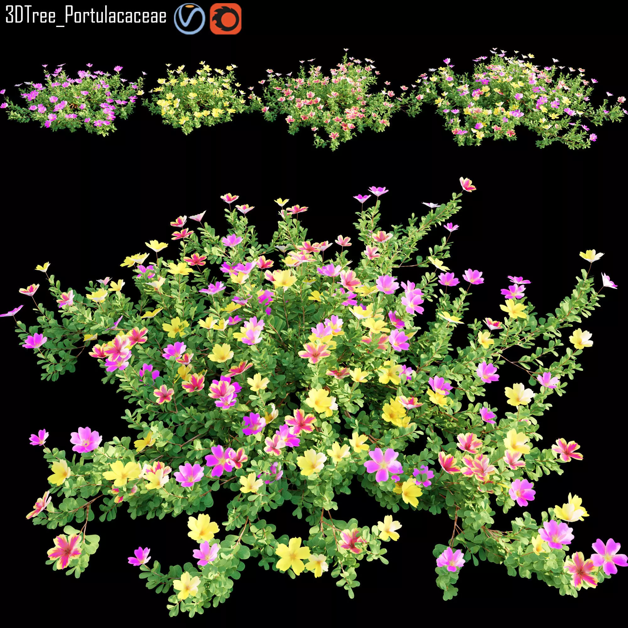 Portulacaceae 01 3D model