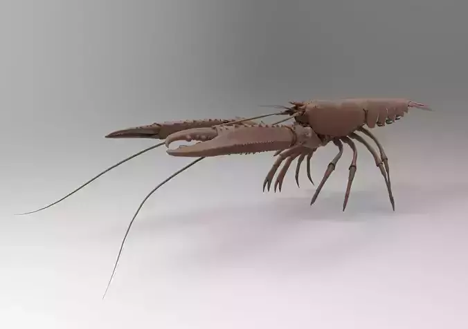 Lobster1 shrimp 3D print model