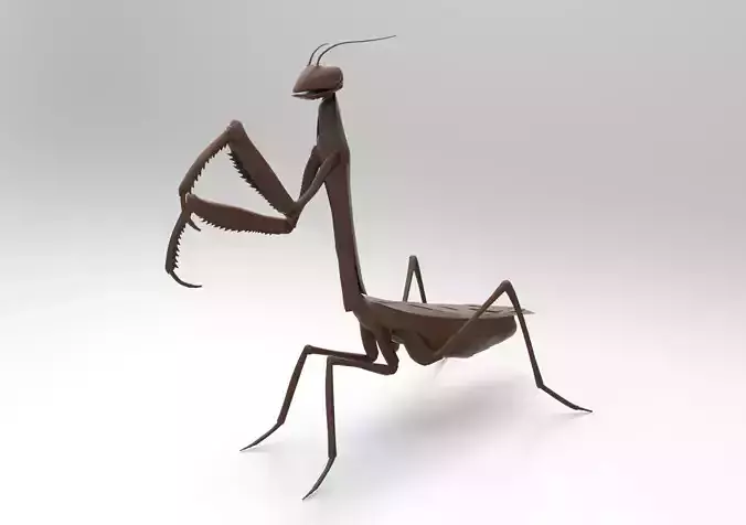 Praying Mantis