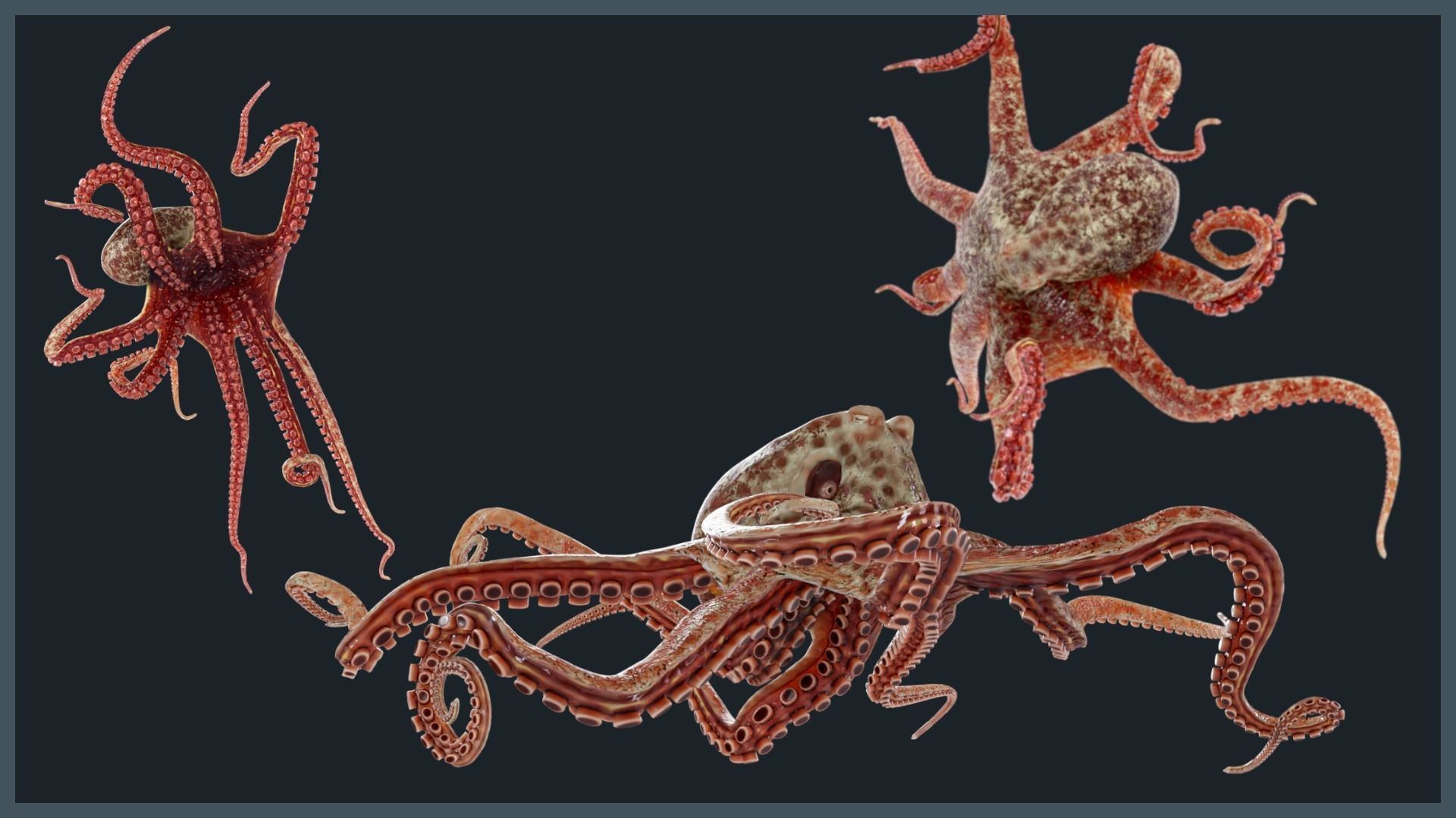 Octopus Mega Pack Low-poly 3D model_21