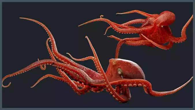Octopus Mega Pack Low-poly 3D model