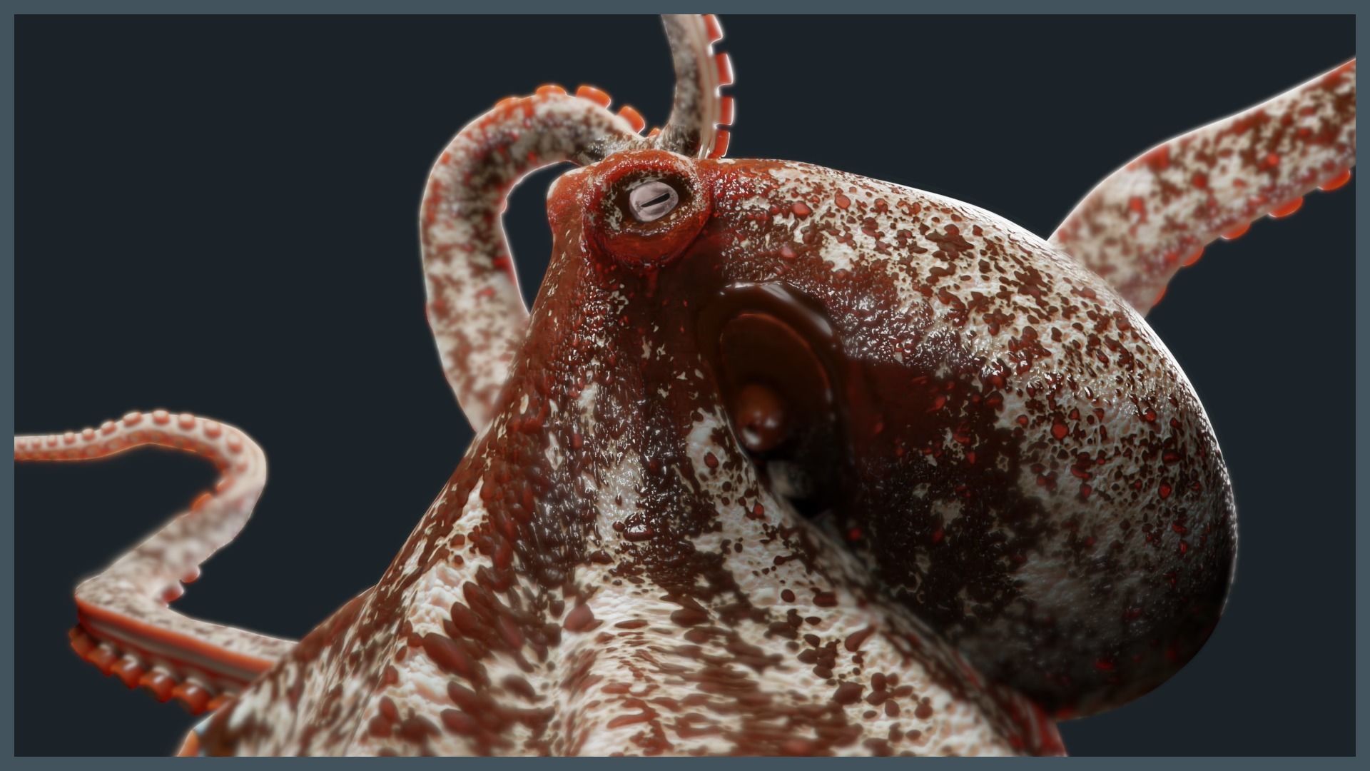 Octopus Mega Pack Low-poly 3D model_3