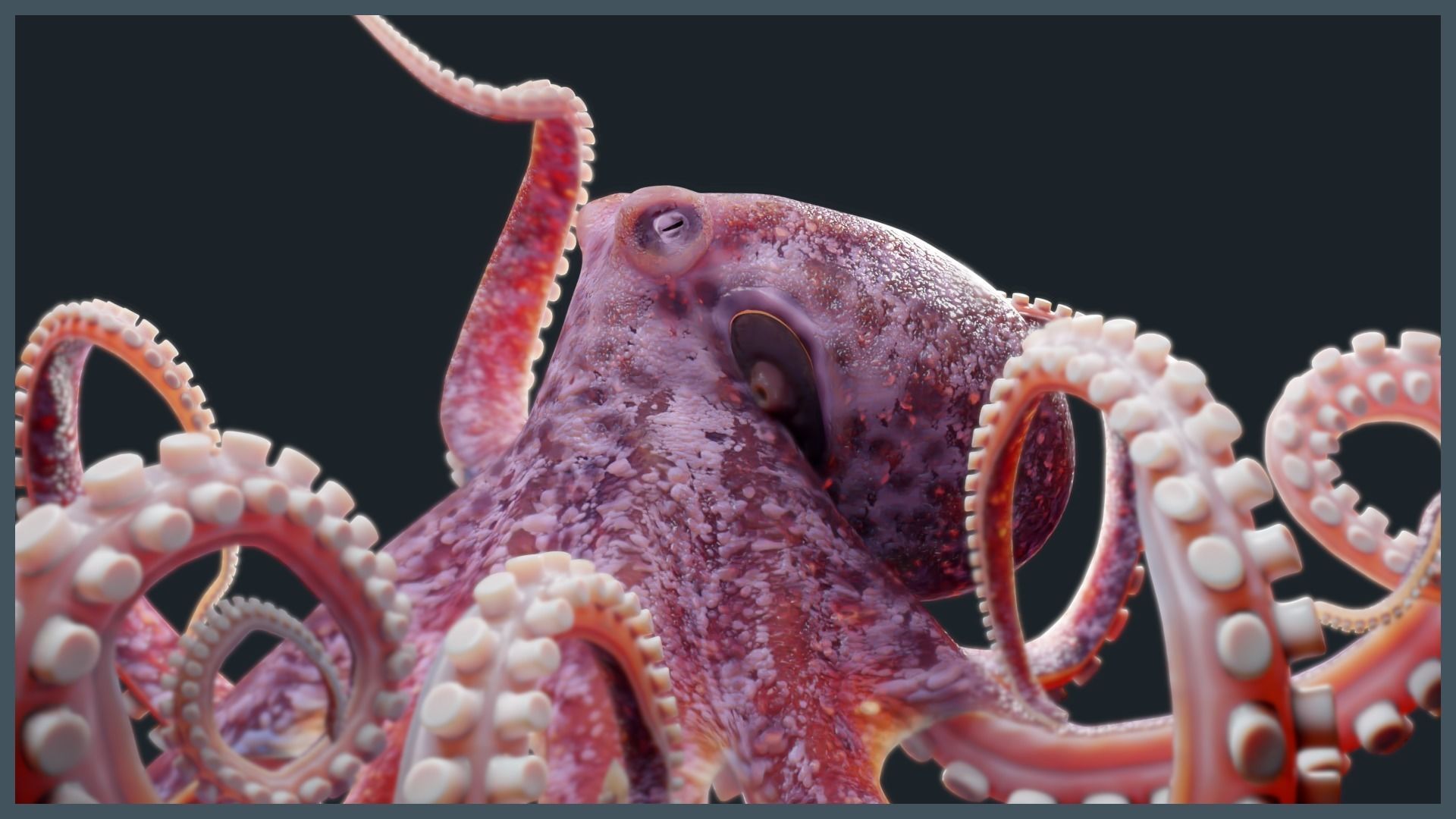 Octopus Mega Pack Low-poly 3D model_14