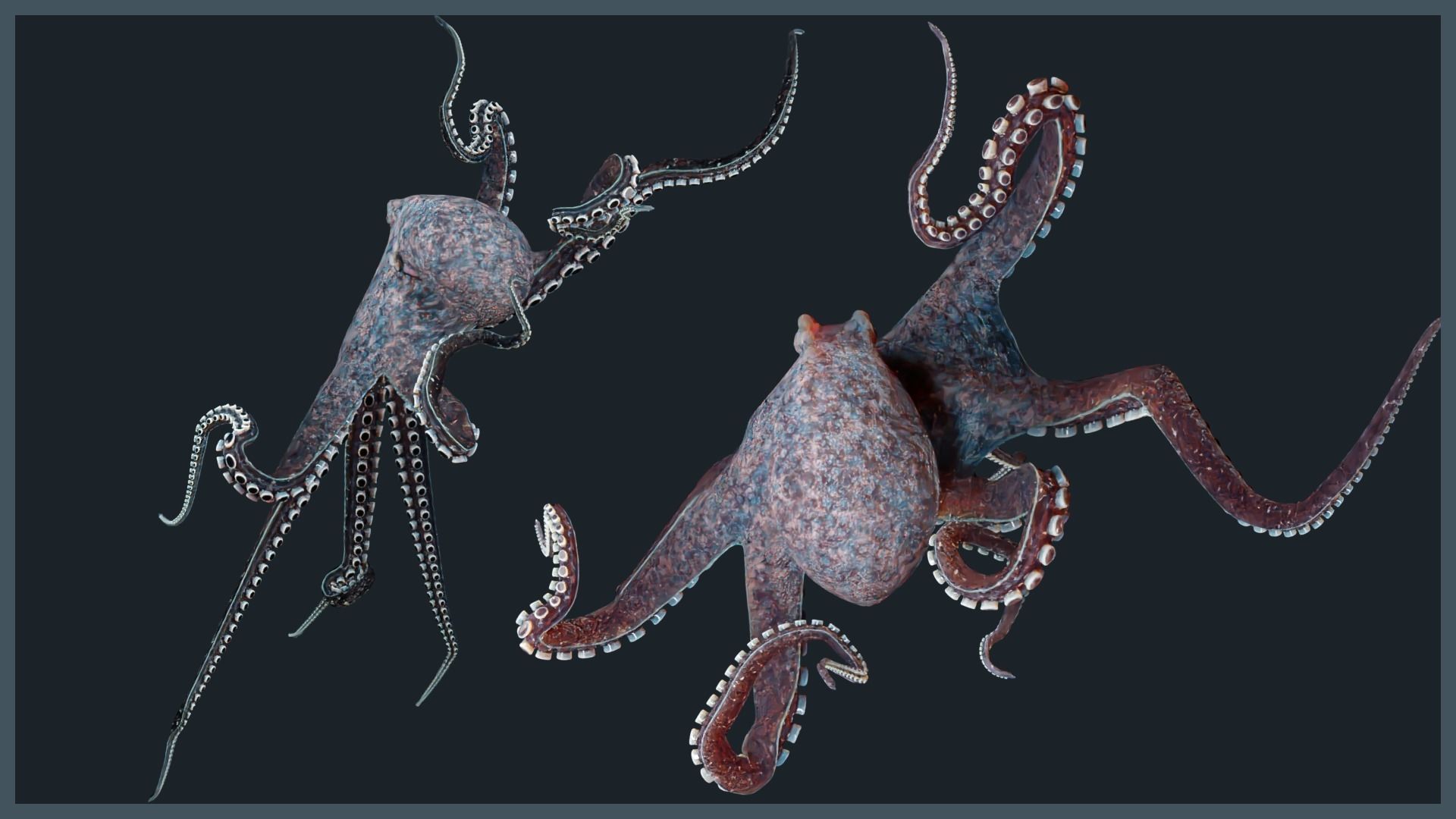 Octopus Mega Pack Low-poly 3D model_13