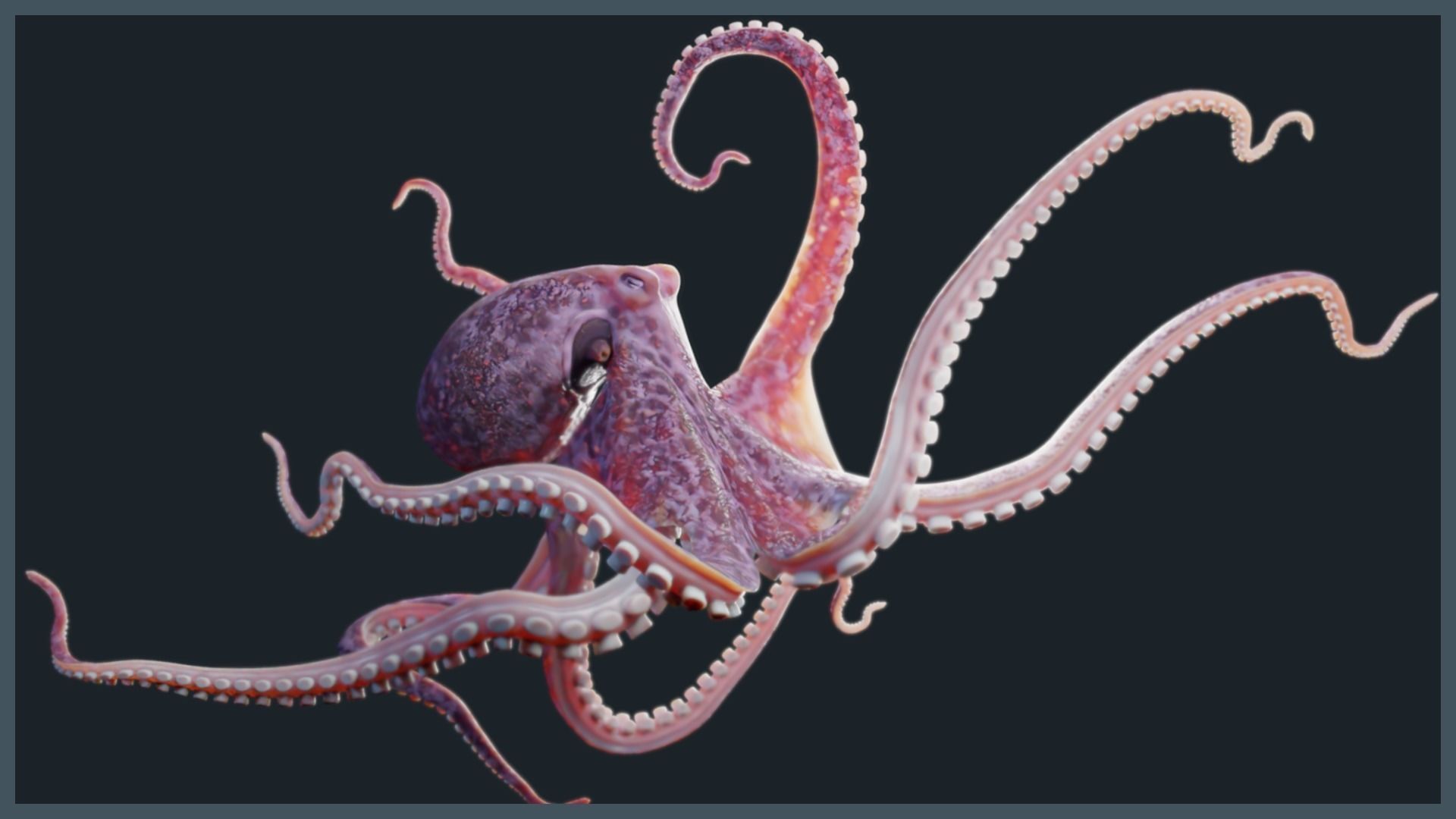 Octopus Mega Pack Low-poly 3D model_1