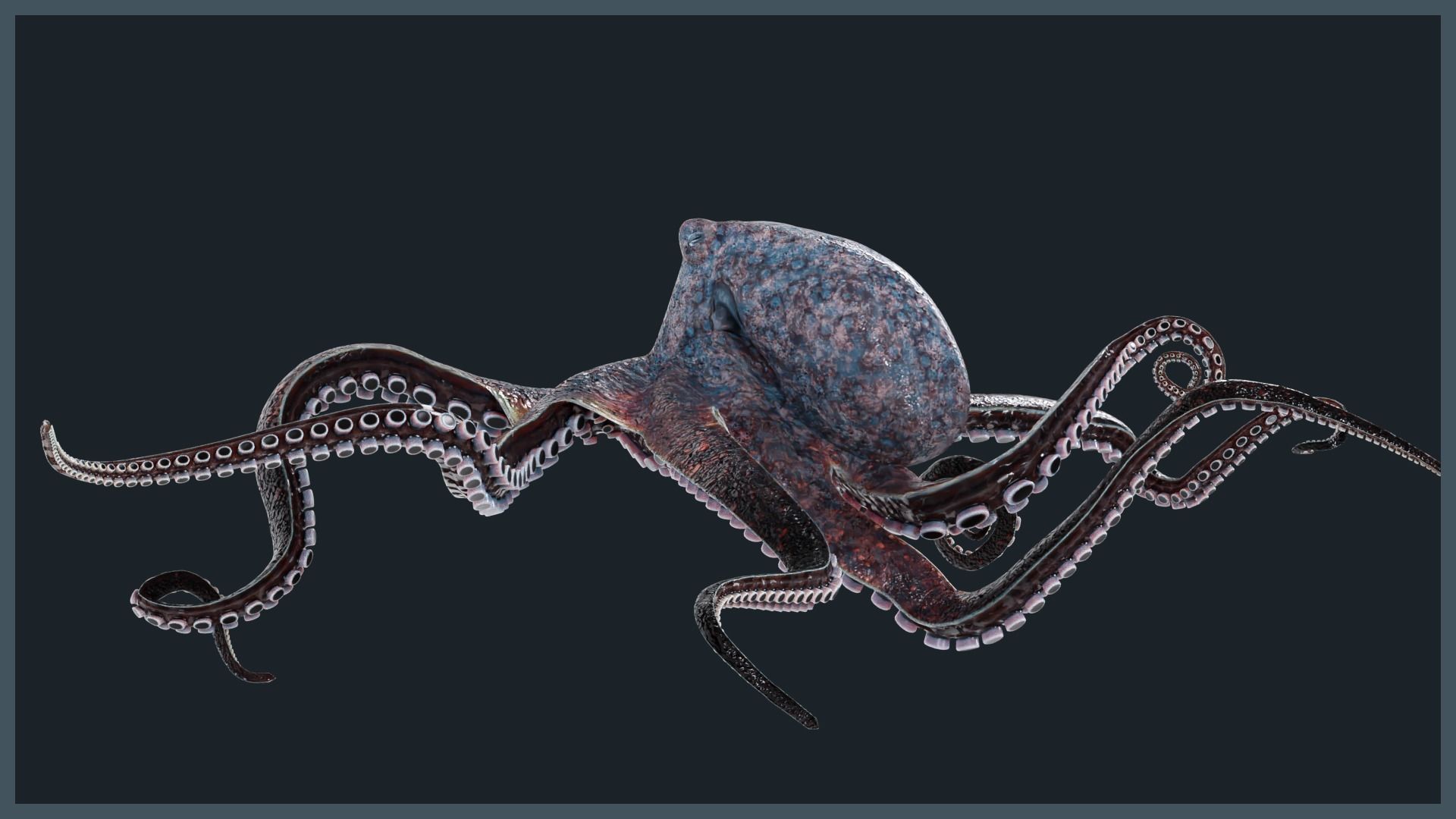 Octopus Mega Pack Low-poly 3D model_16