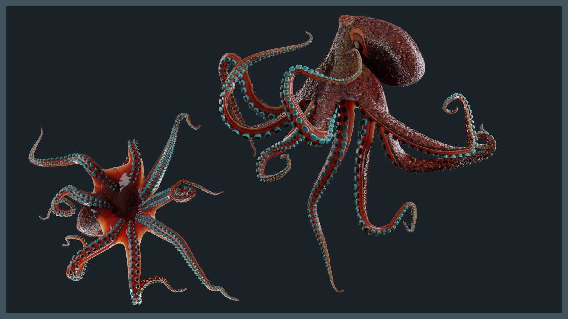 Octopus Mega Pack Low-poly 3D model_24