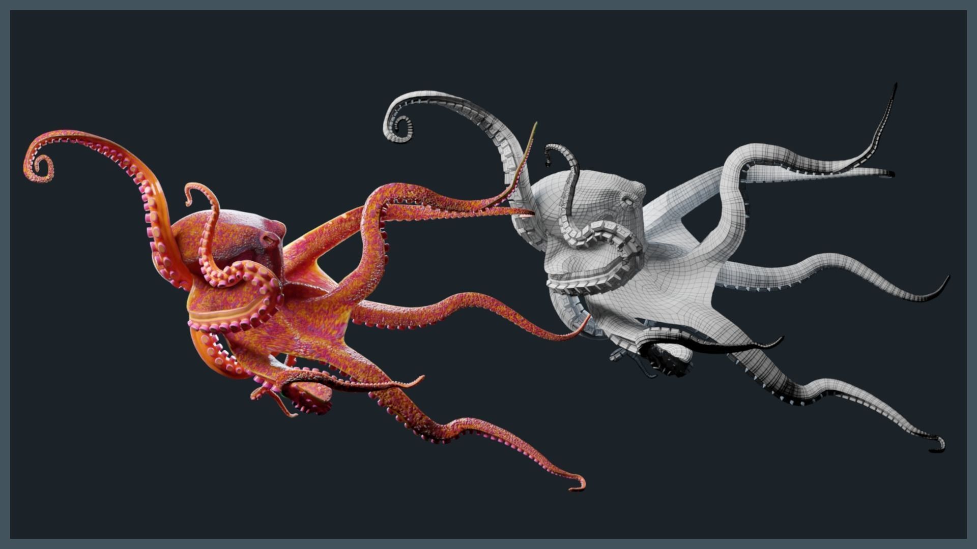 Octopus Mega Pack Low-poly 3D model_23