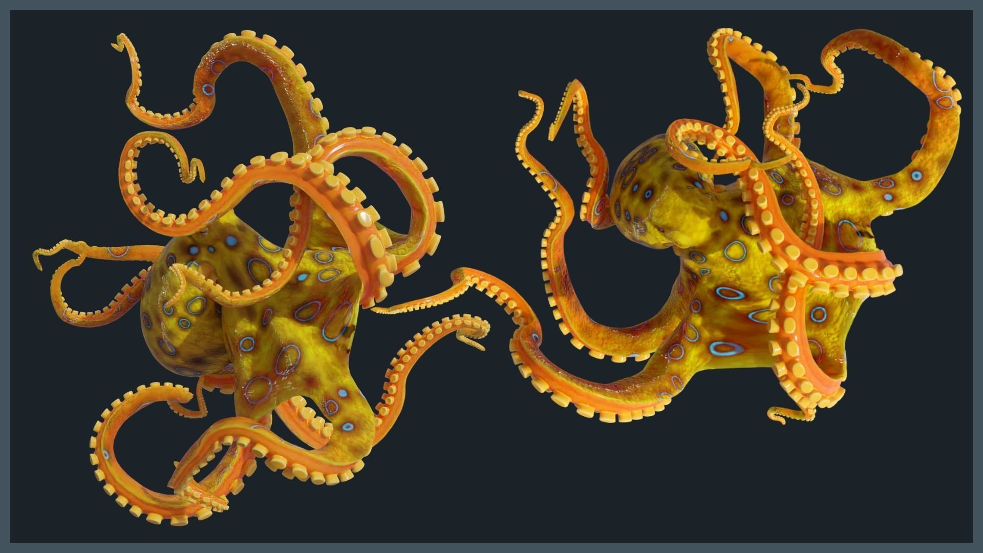 Octopus Mega Pack Low-poly 3D model_2
