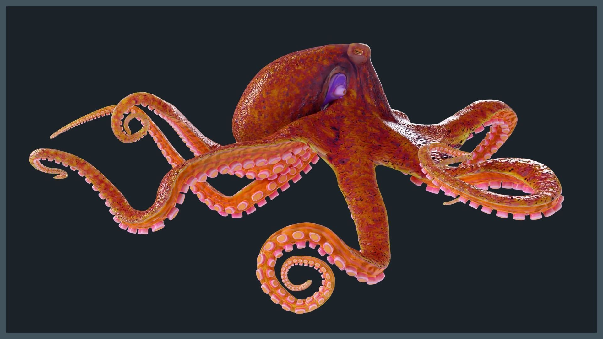 Octopus Mega Pack Low-poly 3D model_22