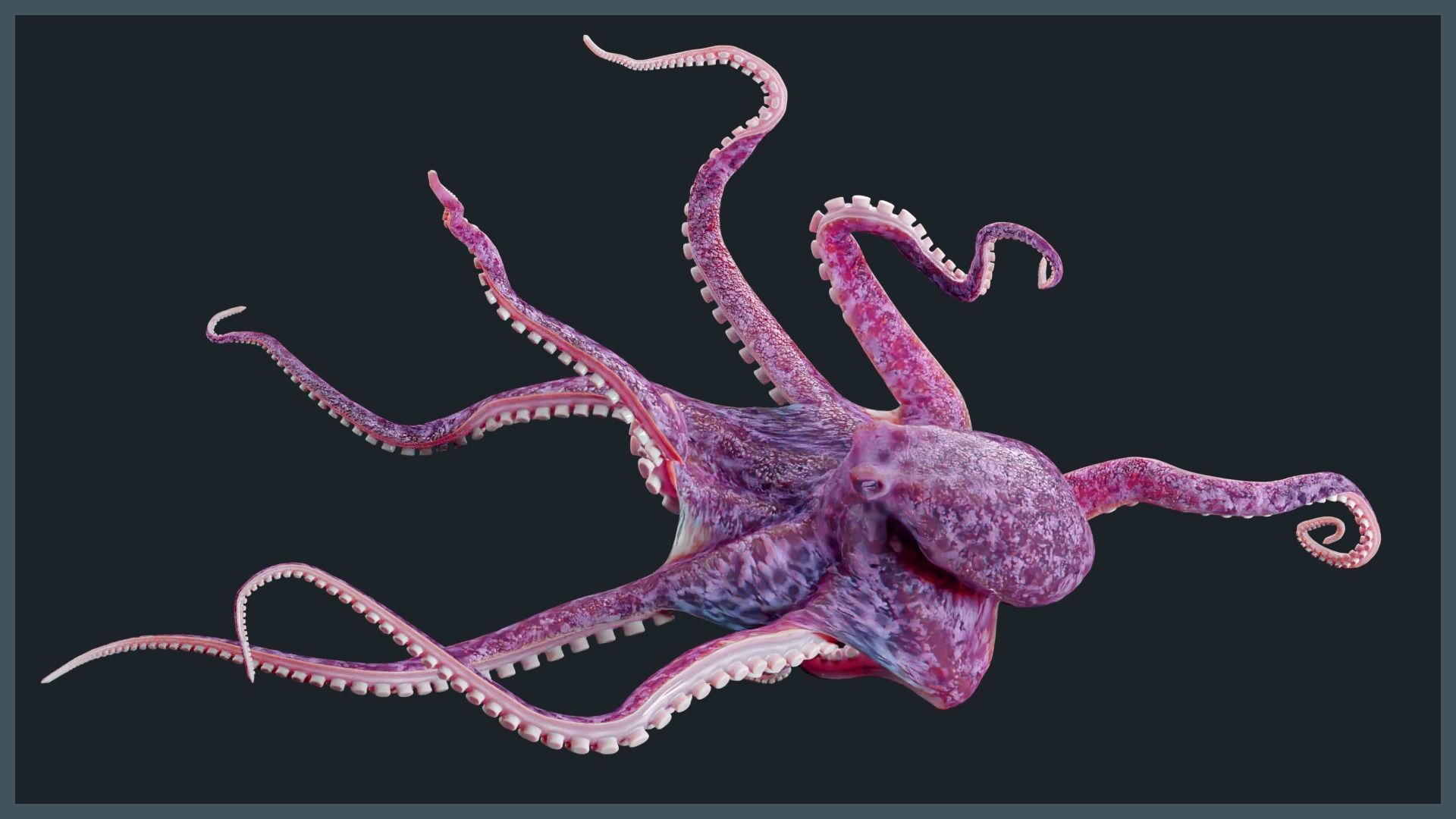 Octopus Mega Pack Low-poly 3D model_4