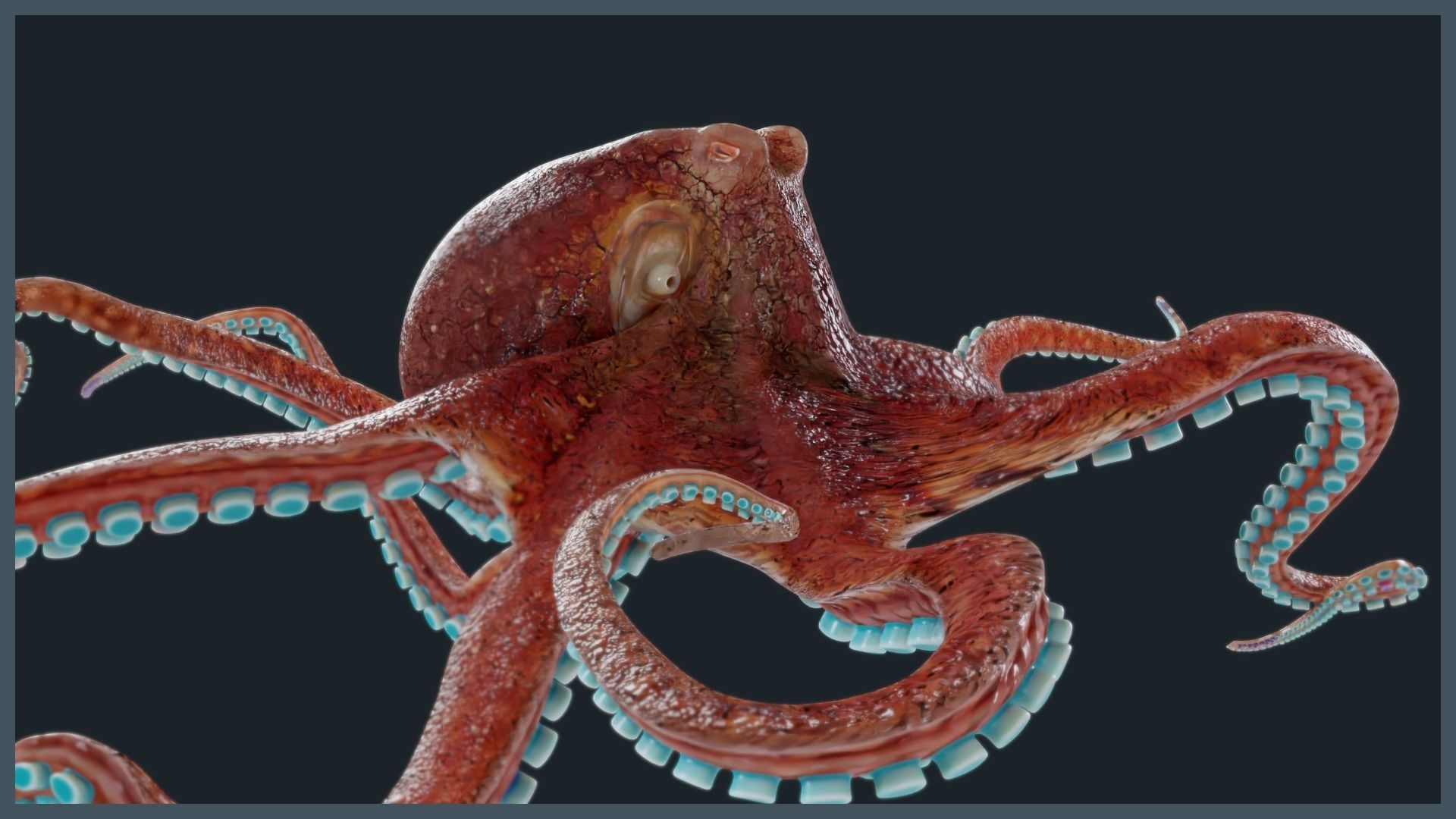 Octopus Mega Pack Low-poly 3D model_26