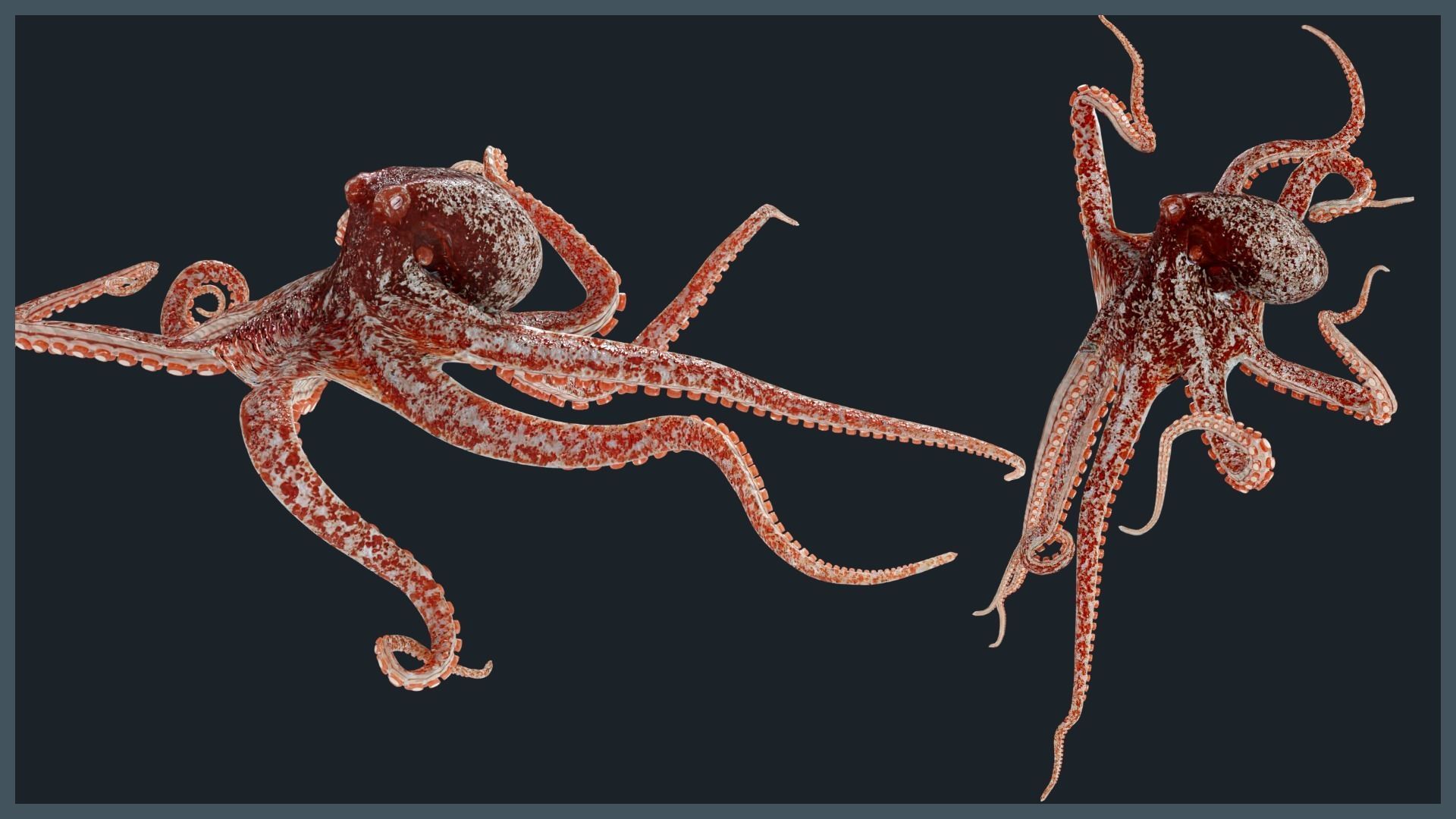 Octopus Mega Pack Low-poly 3D model_15