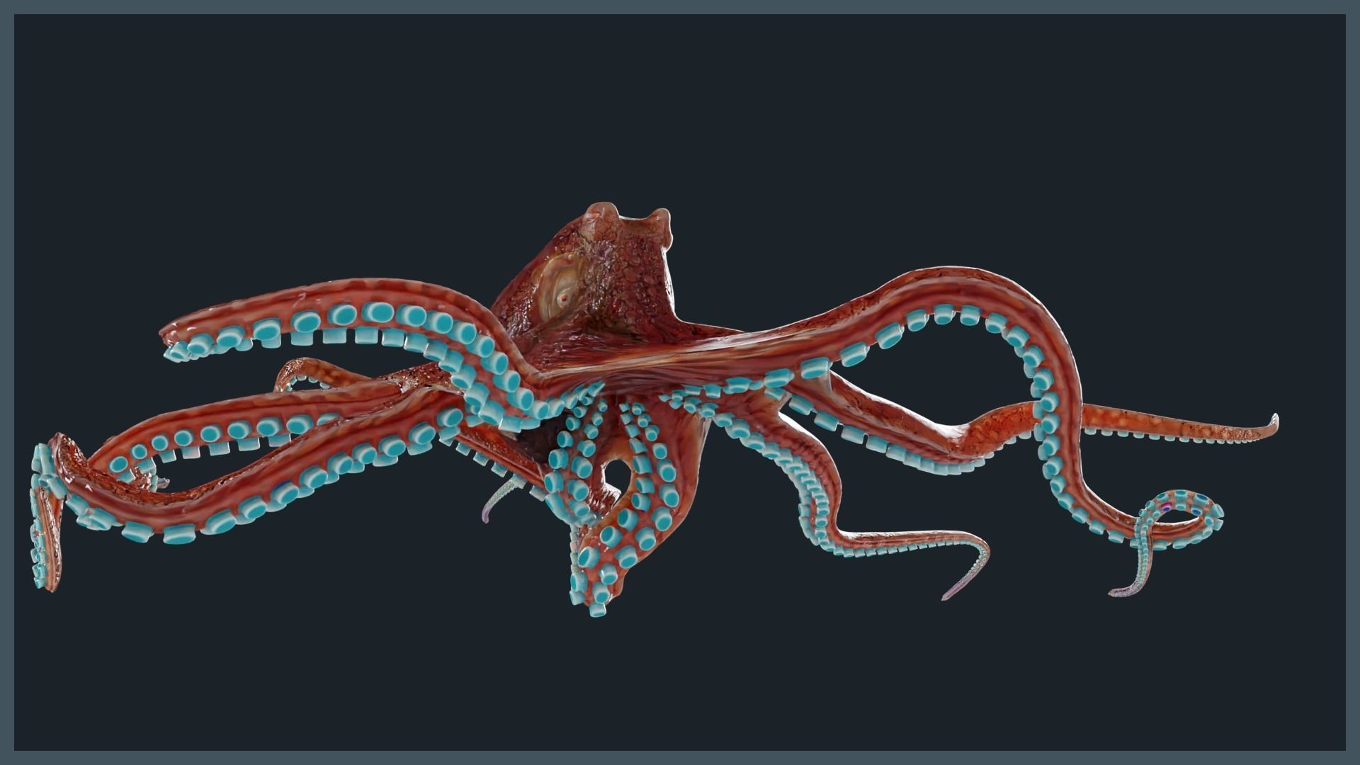 Octopus Mega Pack Low-poly 3D model_25