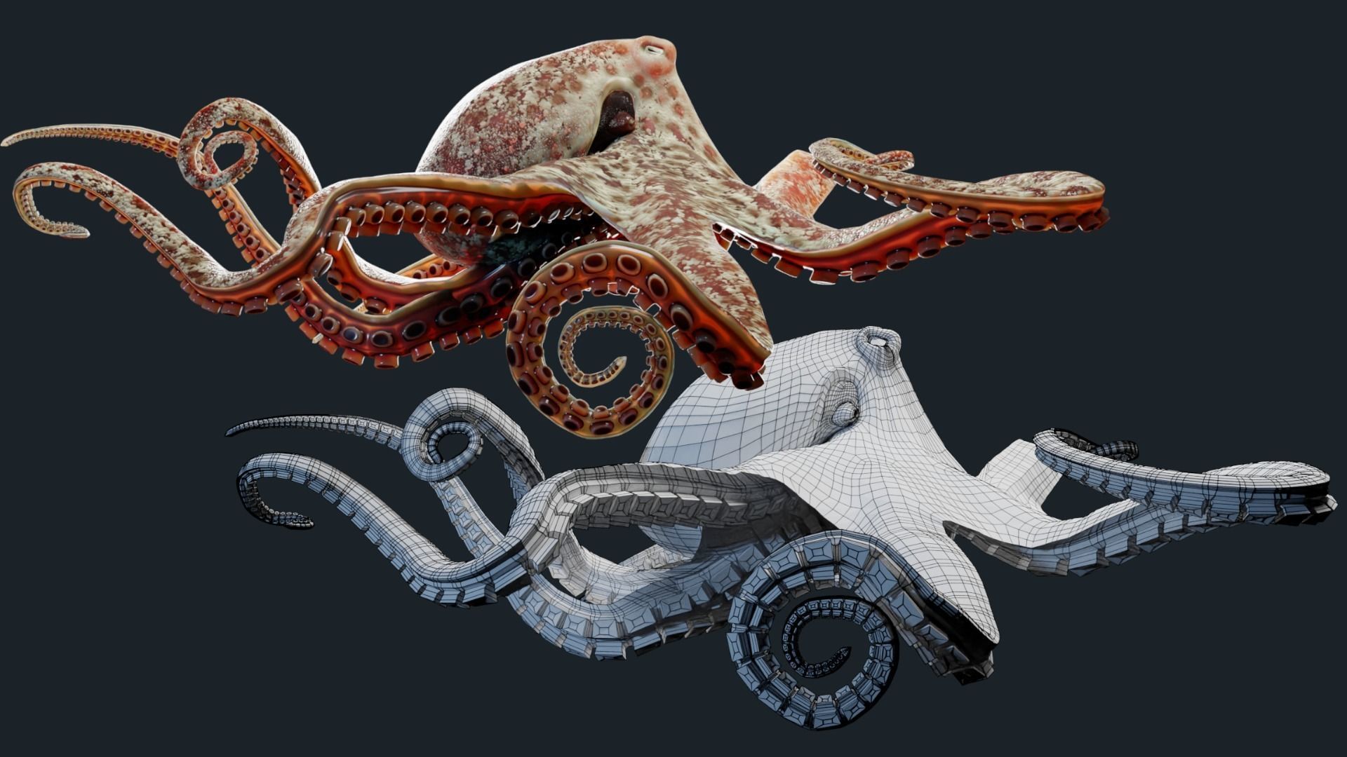 Octopus Mega Pack Low-poly 3D model_5