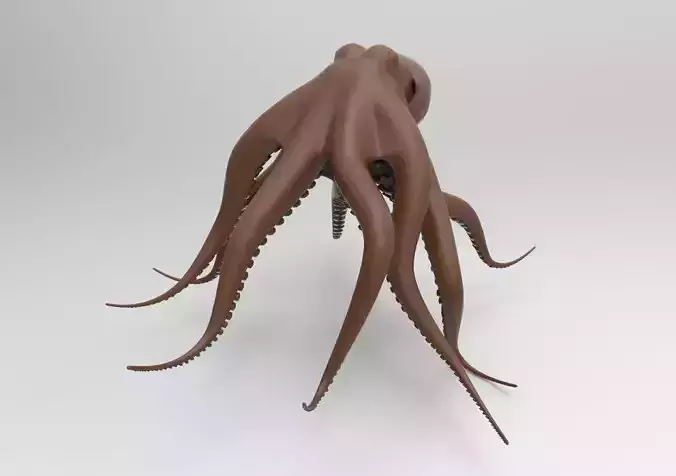 Octopus