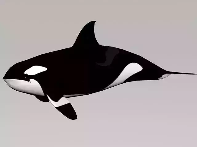 Killer Whale