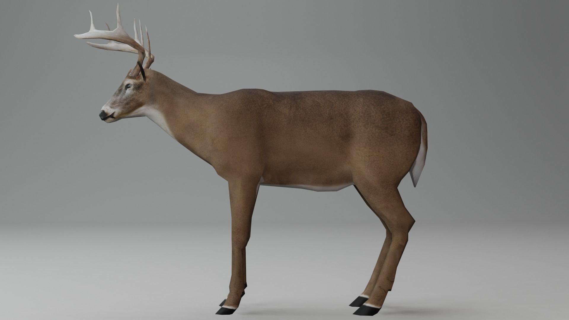 White-Tailed Deer Low-poly 3D model_6