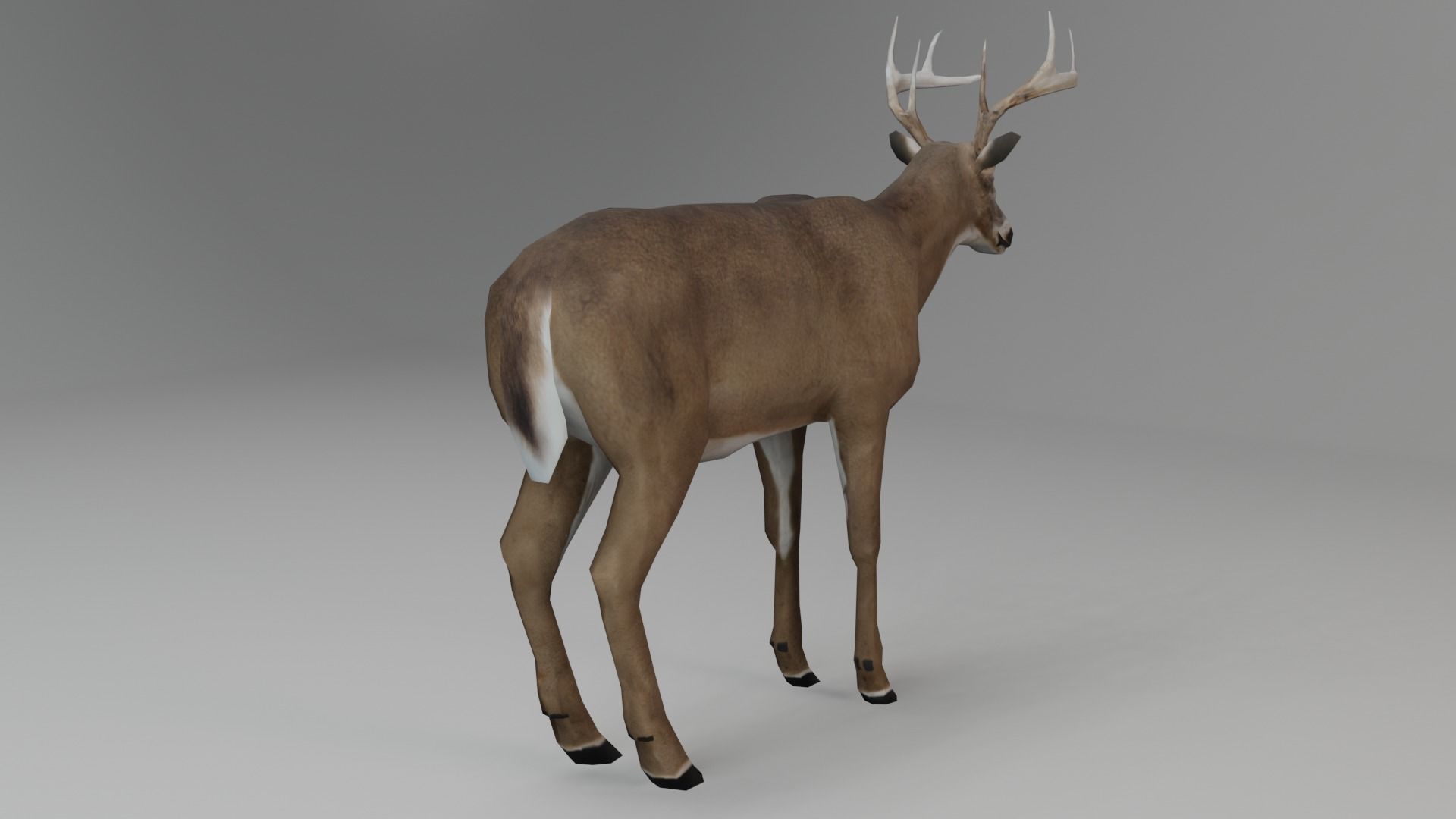 White-Tailed Deer Low-poly 3D model_4