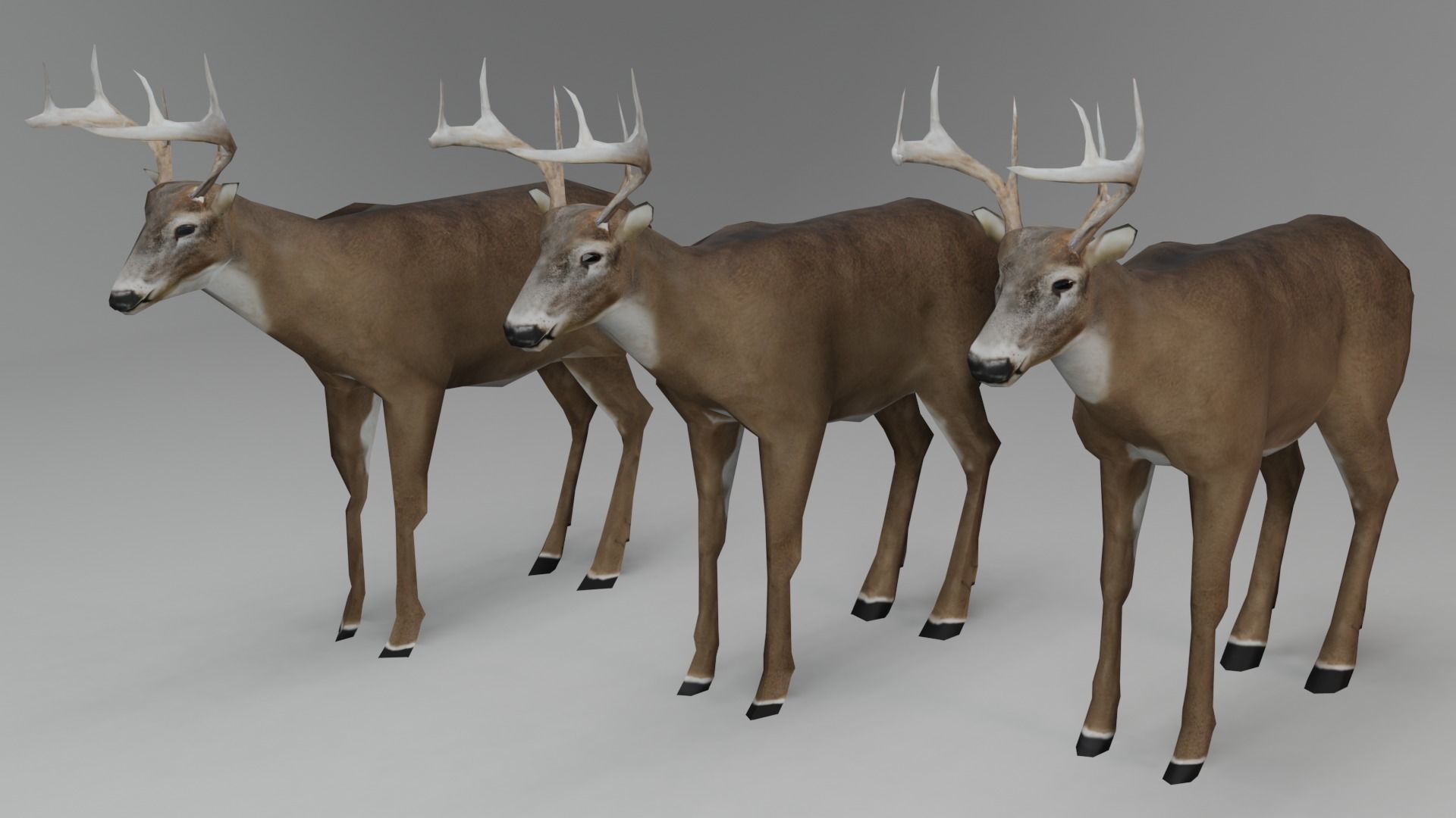 White-Tailed Deer Low-poly 3D model_1
